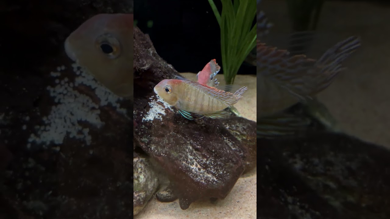 The Geophagus Laid Eggs in the 180 Gallon Aquarium