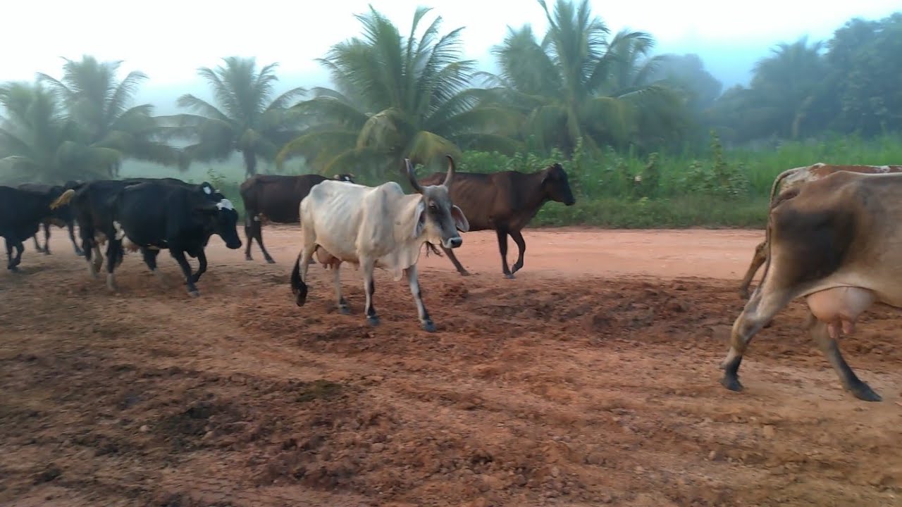 Se&ccedil;&atilde;o Berra&ccedil;&atilde;o, as Vacas Chegam do Pasto Berrando para amamentar seus Bezerros e serem ordenhadas.