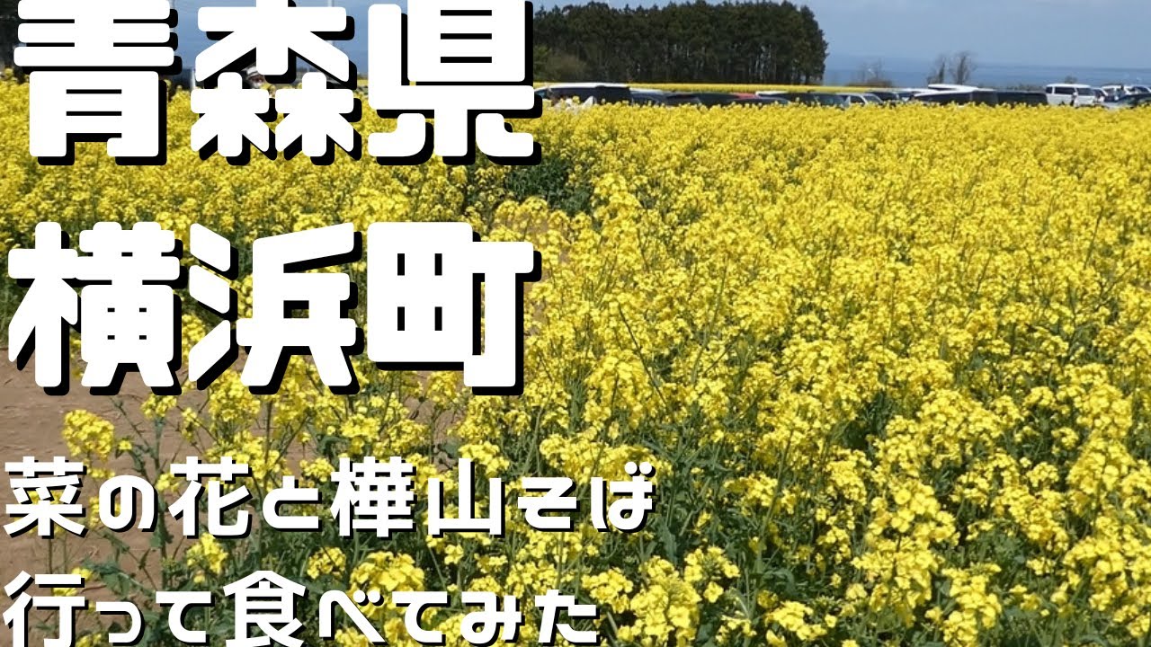 【青森グルメ】青森県横浜町で菜の花を見て「むつ市」の樺山そば食べた。青森駅東口ビル＆LOVINAも行ってみた