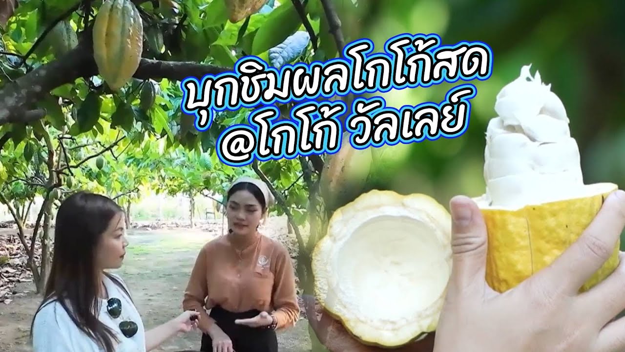 วิถีไทยใช่เลย : บุกชิมผลโกโก้สด @โกโก้ วัลเลย์