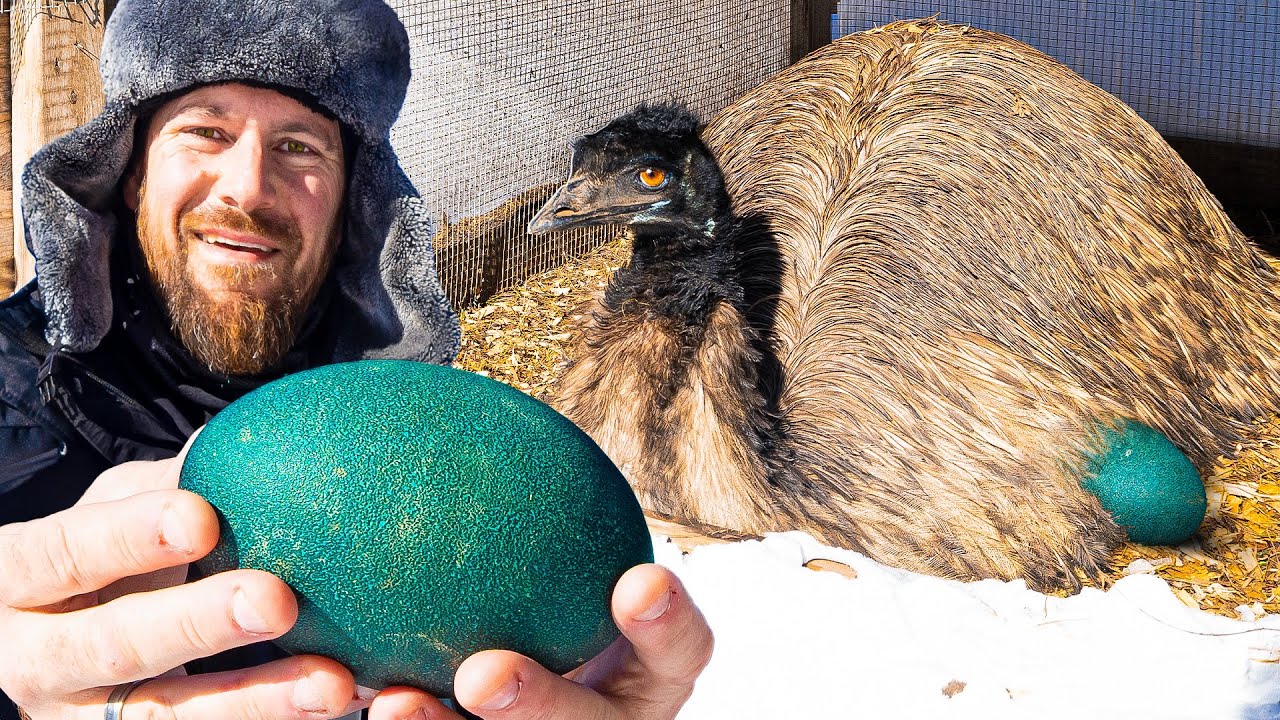 What Should We Do With All These Emu Eggs??