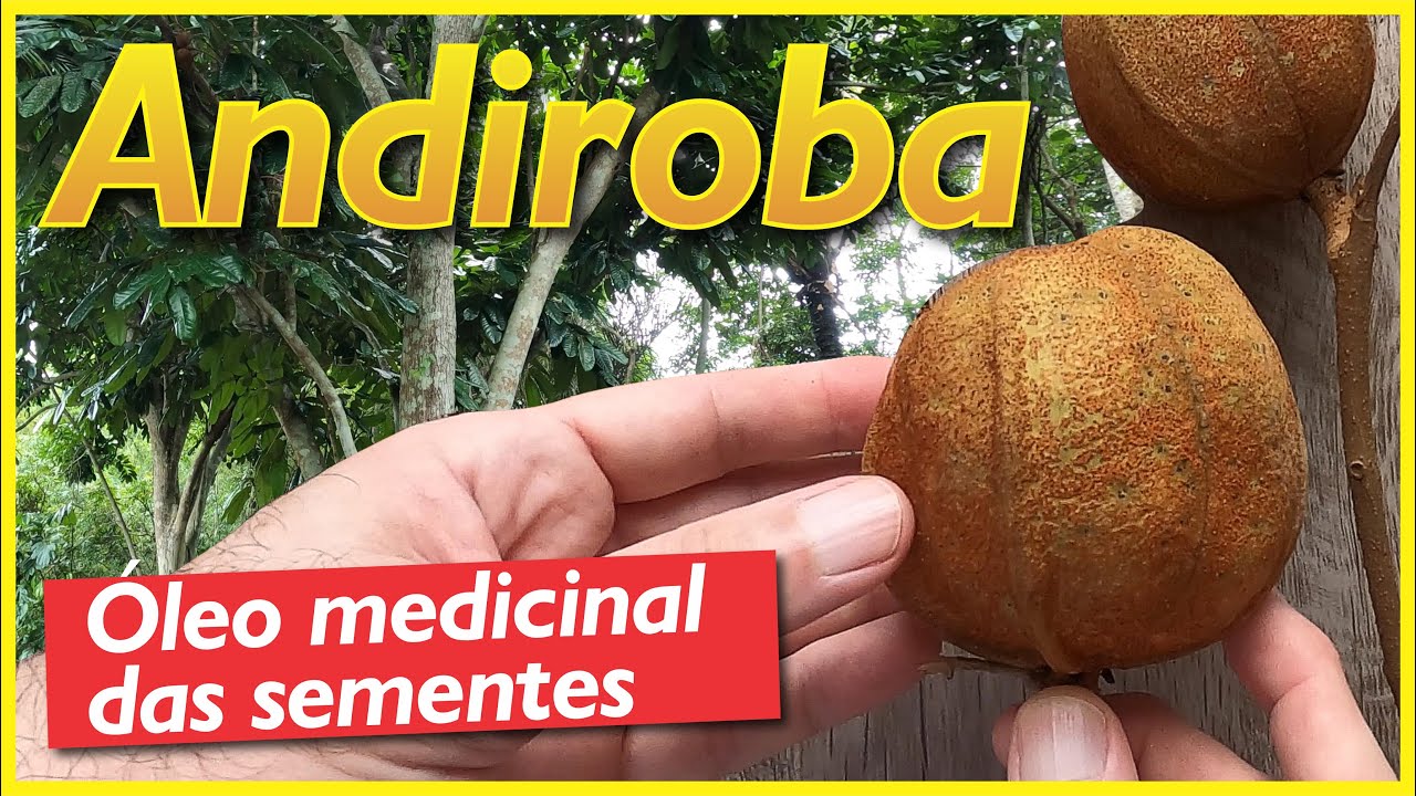 A andiroba: árvore da Amazônia produtora de óleo medicinal