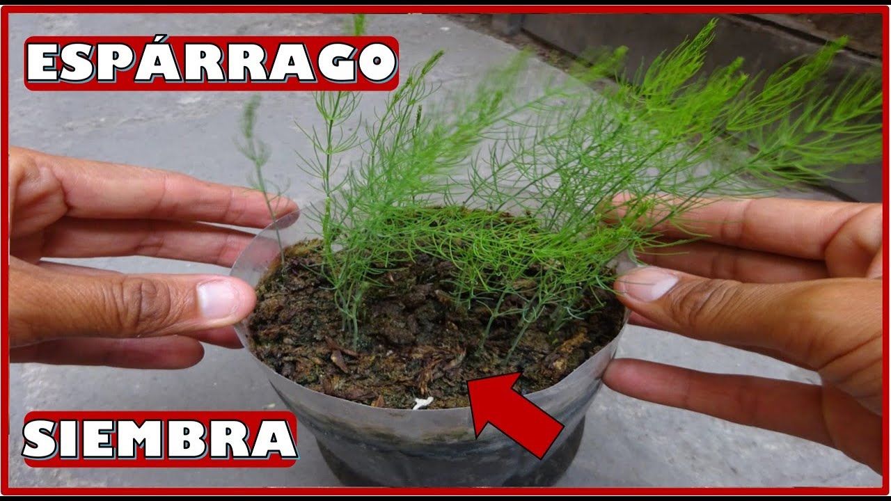 COMO EXTRAER Y GERMINAR SEMILLAS DE ESPÁRRAGO