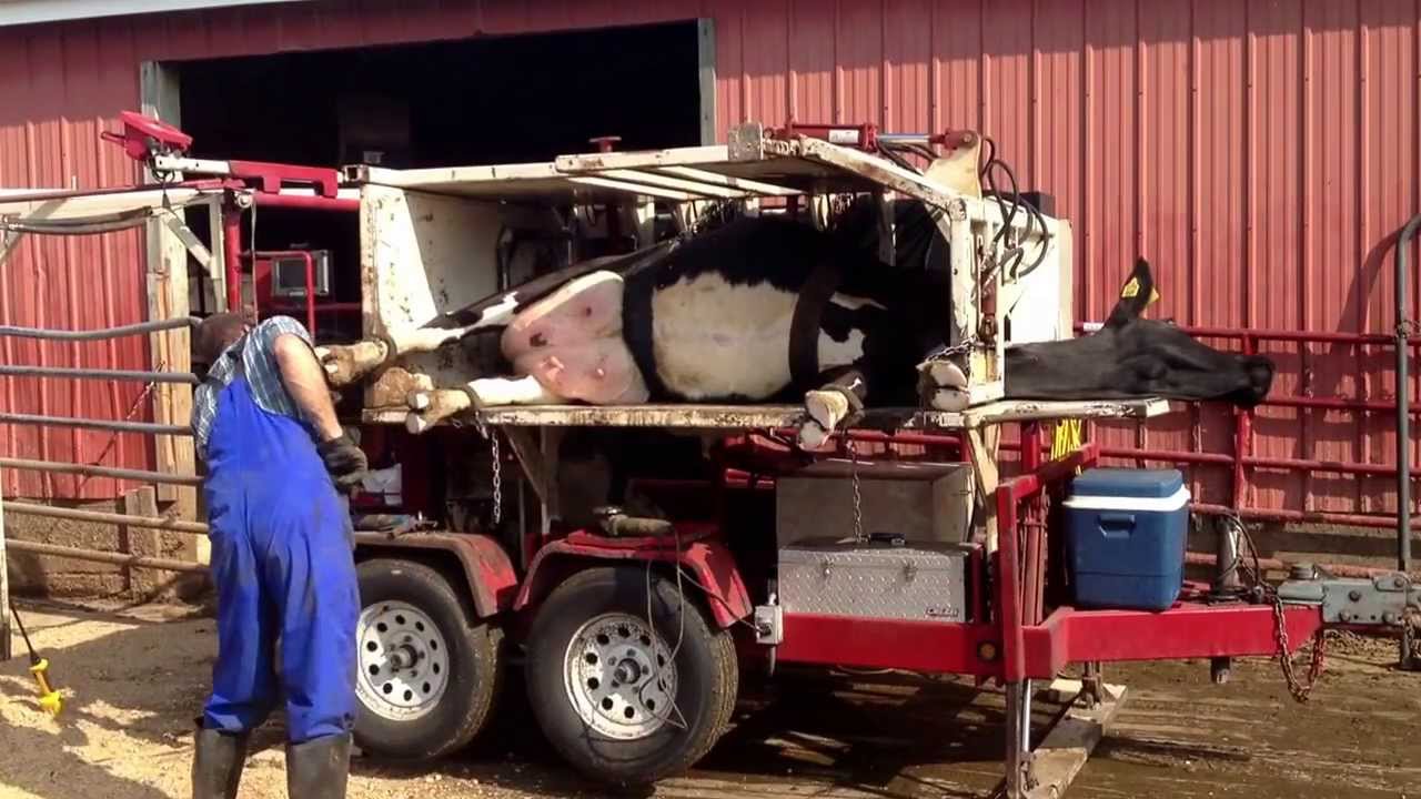 Hoof trimming April 17, 2013 at Schwoeppe Dairy