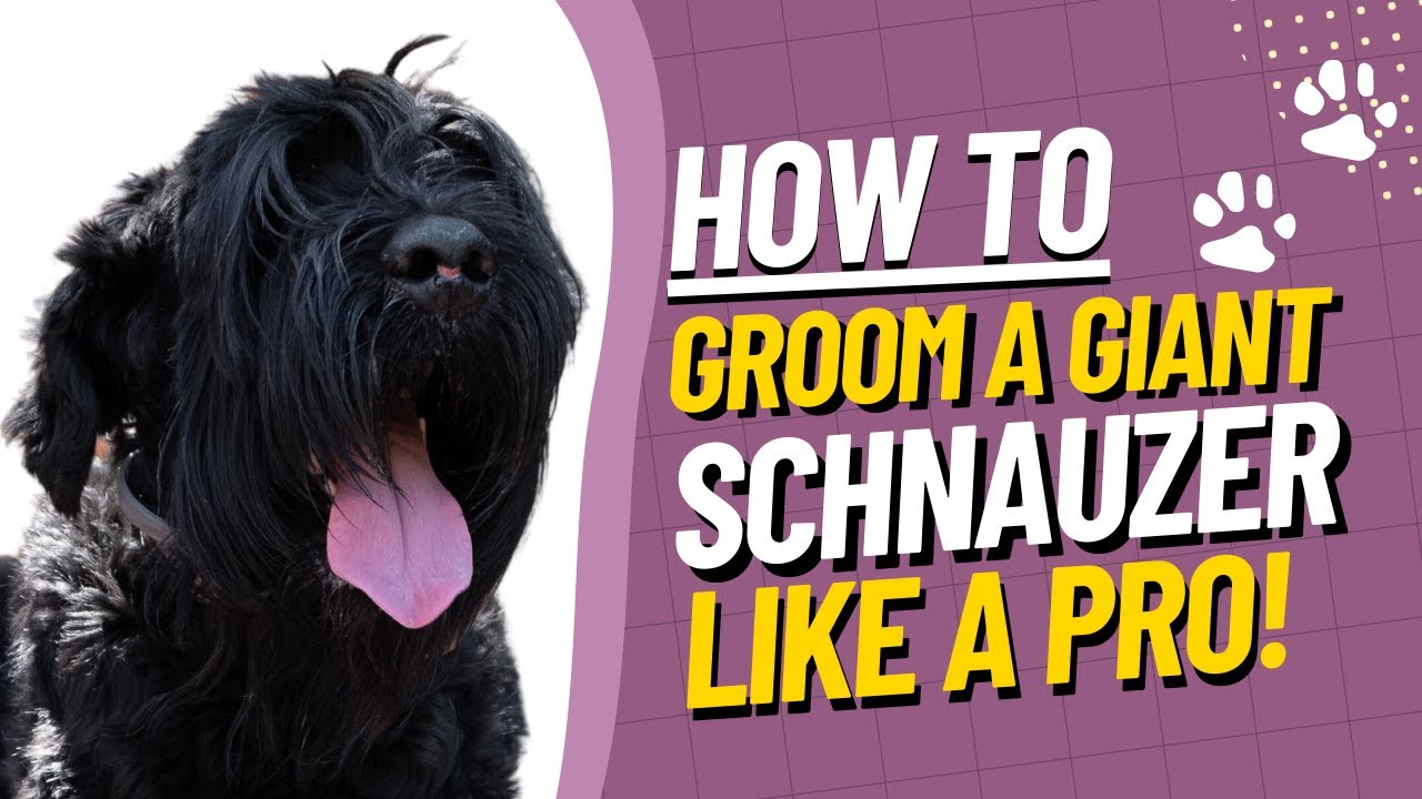 Giant Schnauzer Grooming Tutorial - How to Groom a Giant Schnauzer? [Step-by-Step Guide]