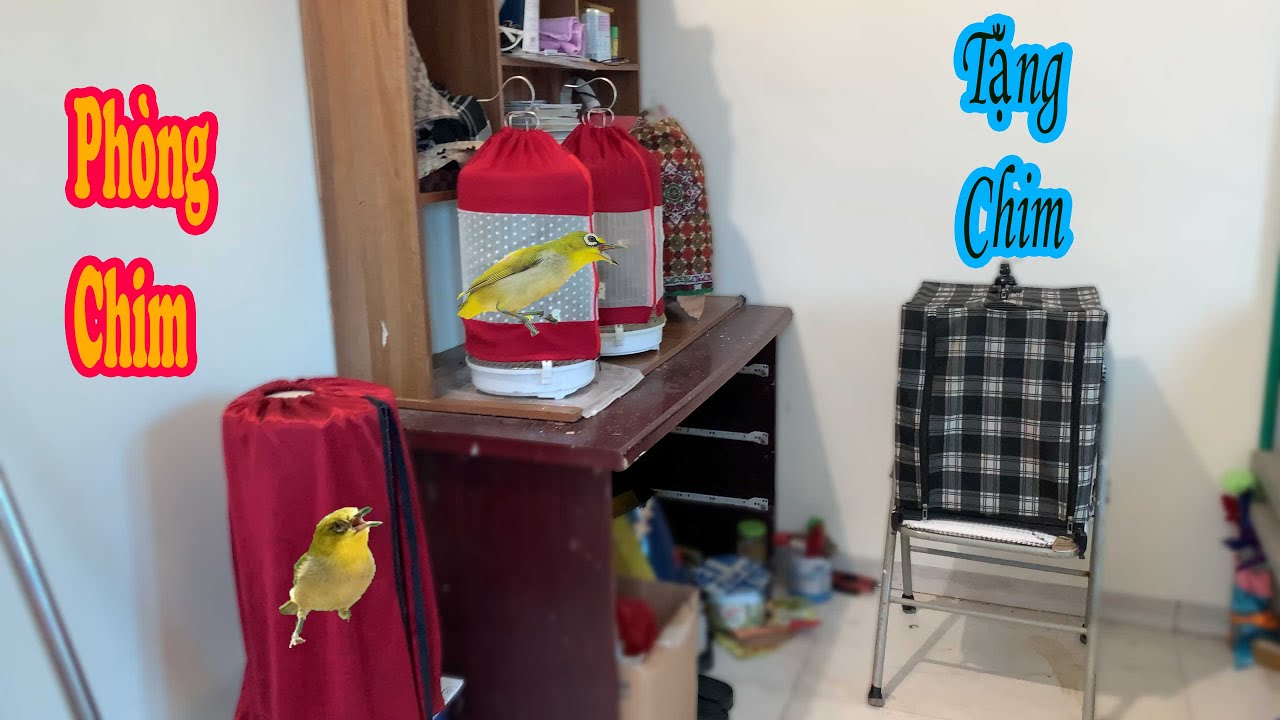 Ph&ograve;ng Chim | Đam M&ecirc; Của Cậu Học Sinh V&agrave; Tặng Chim Khuy&ecirc;n - bird room