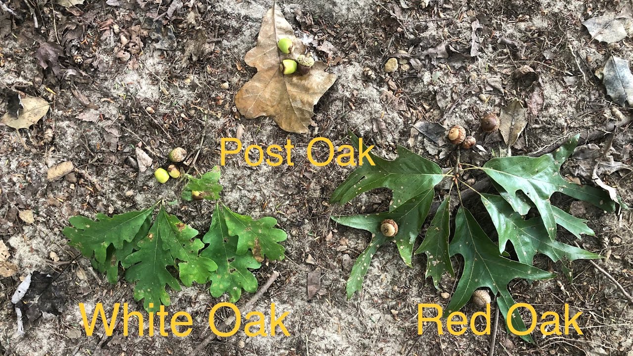 How to identify White Oak and Red Oak trees : Episode 1 - Basics of hunting