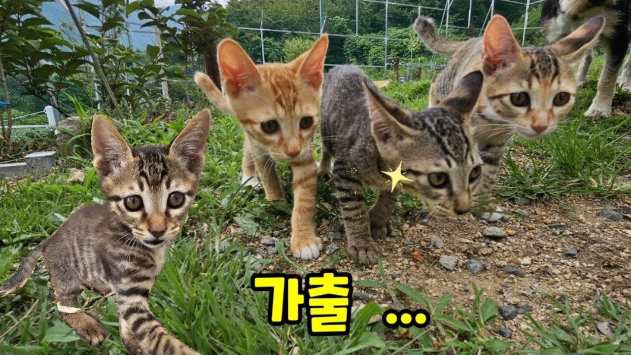집나간 새끼고양이들 ..ㅜㅜ
