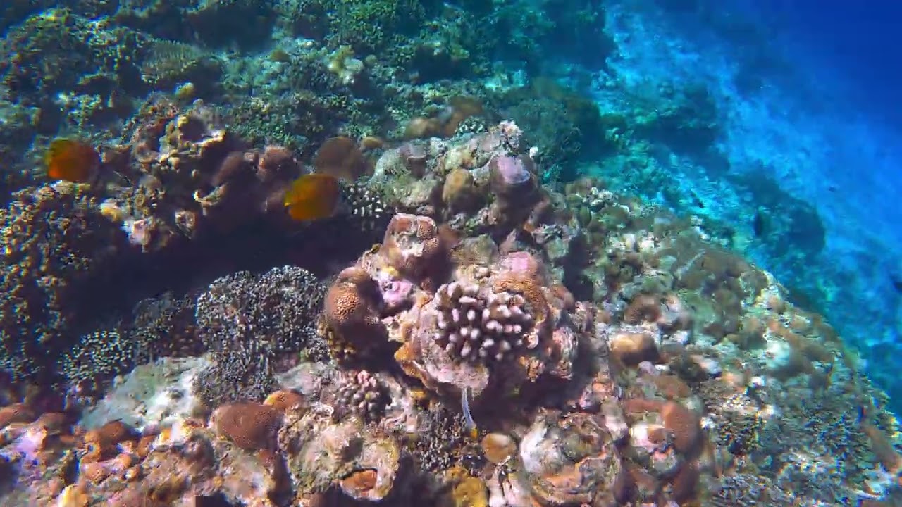Reefsnorkeling Dhawa Ihuru (4k)