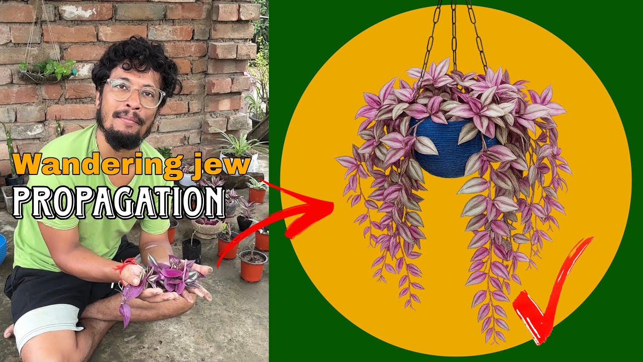 wandering jew propagation wandering jew hanging basket wandering jew plant care in Bengali ideas