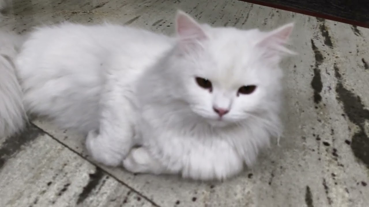 Cats in winters | Billiya sardiyo mein | #cat #catvideos #viralcats #pets #ytcats #winterspecial 