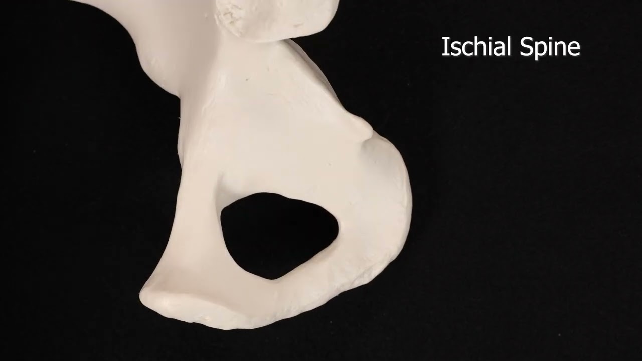 Coxal Bone #skeletalsystem