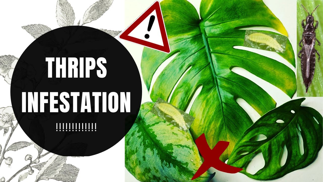HOW TO DEAL WITH A THRIP INFESTATION on Houseplants | Pest Treatment