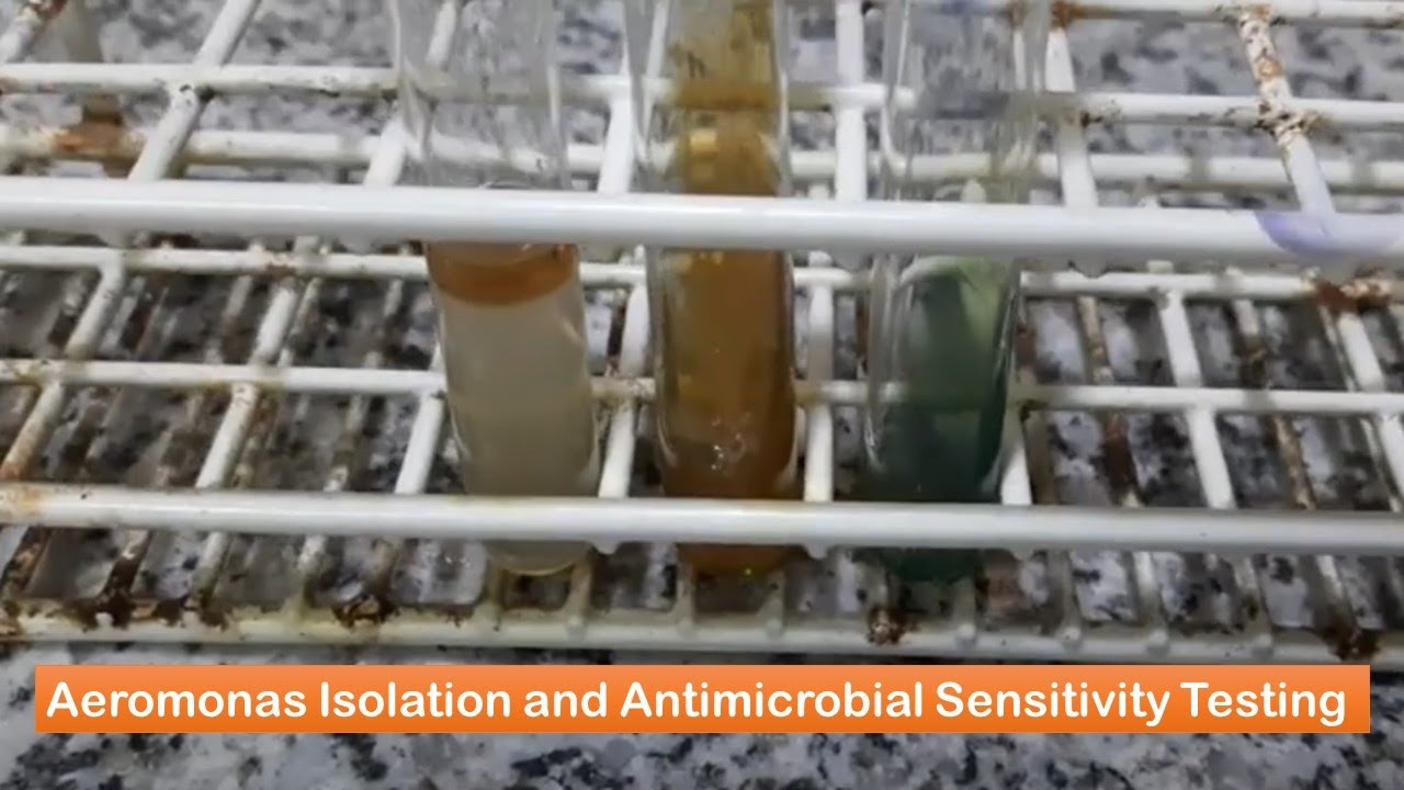 Aeromonas Isolation and Its Antimicrobial Sensitivity Testing