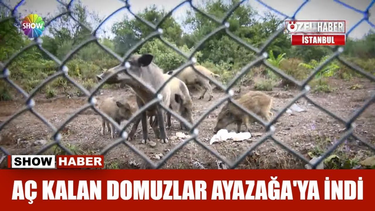 Aç kalan domuzlar Ayazağa'ya indi