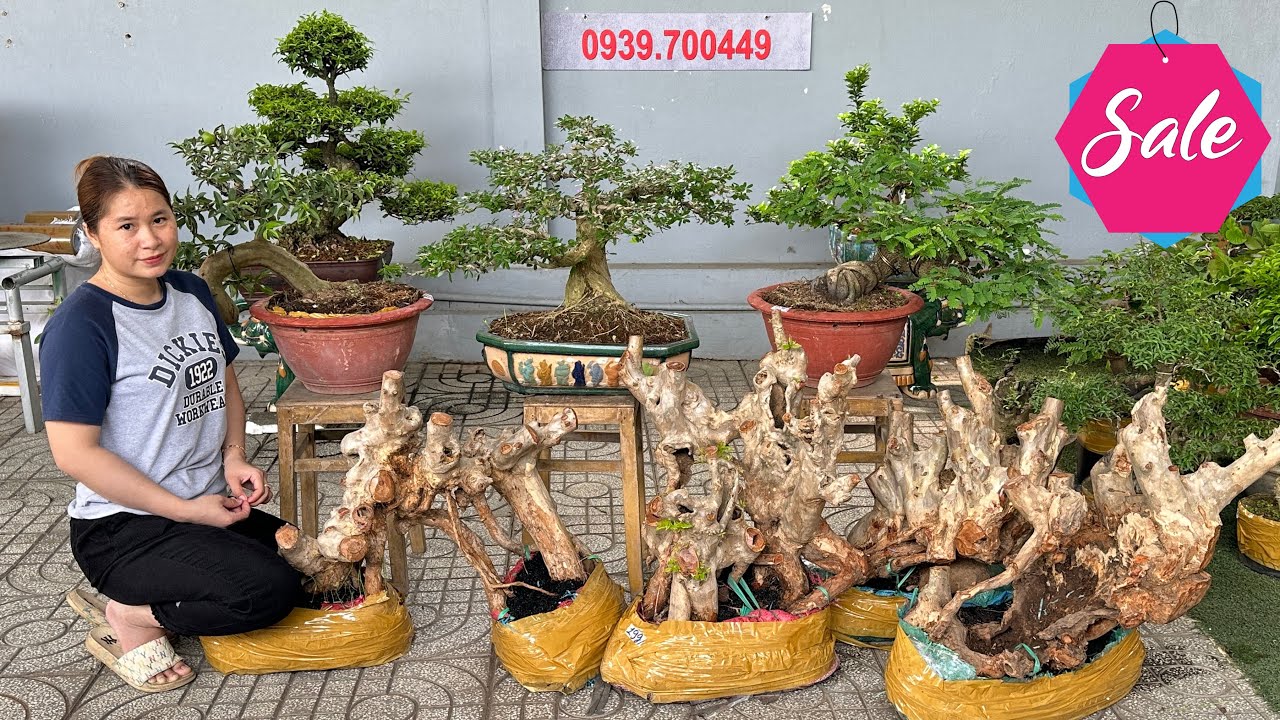Cây cảnh sale 7/9 - 0939.700449 Thúy An có Sam Nguyệt Me Ổi, Bằng Lăng, Mai Chiếu Thủy