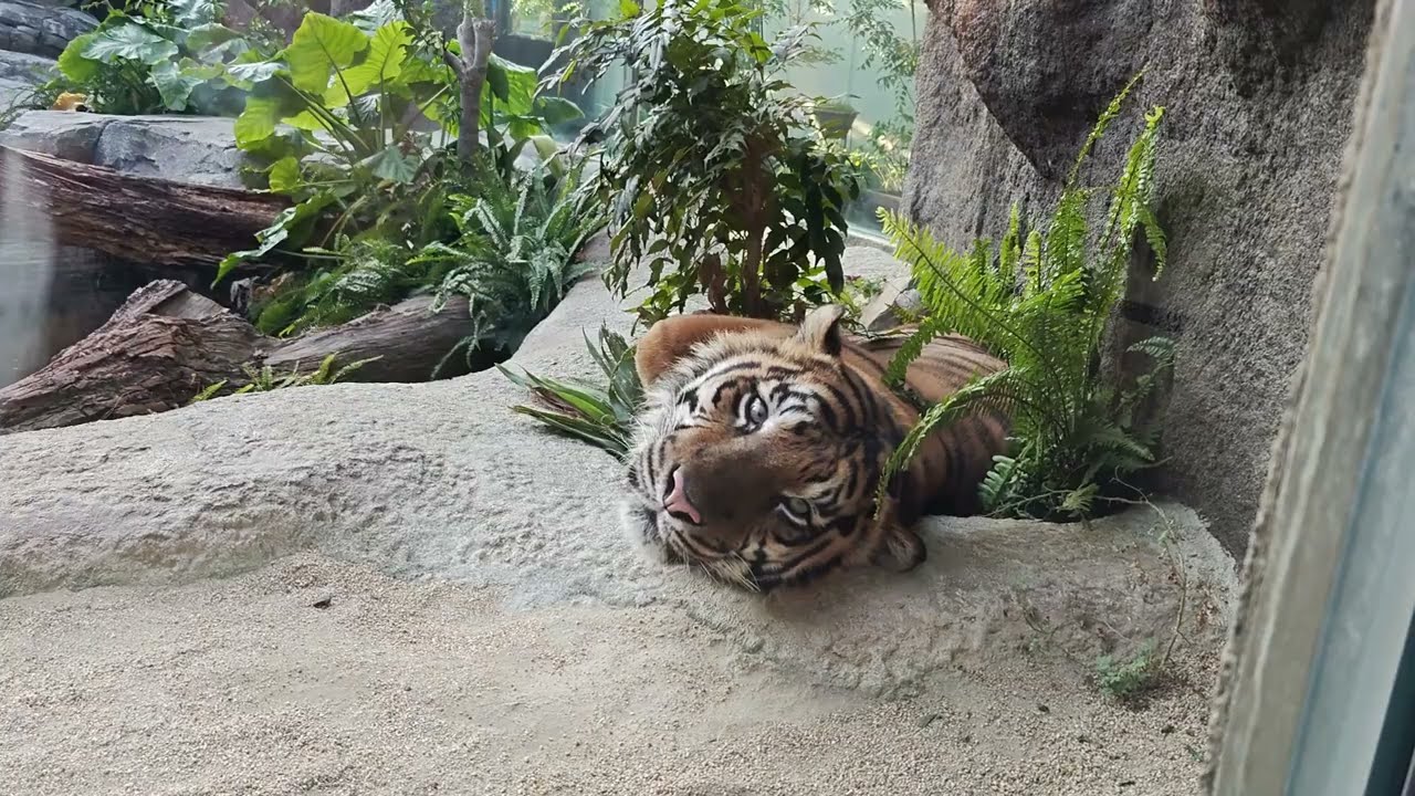 Kobe Animal Kingdom (Capybara, Big Bill, Tiger) 神戸どうぶつ王国