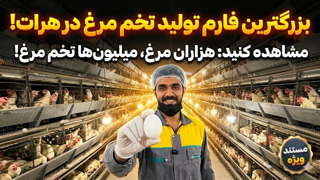 بزرگترین فارم تخم مرغ درشهر هرات ۵۰ هزار مرغ تخمی دراین فارم نگهداری می‌شود .