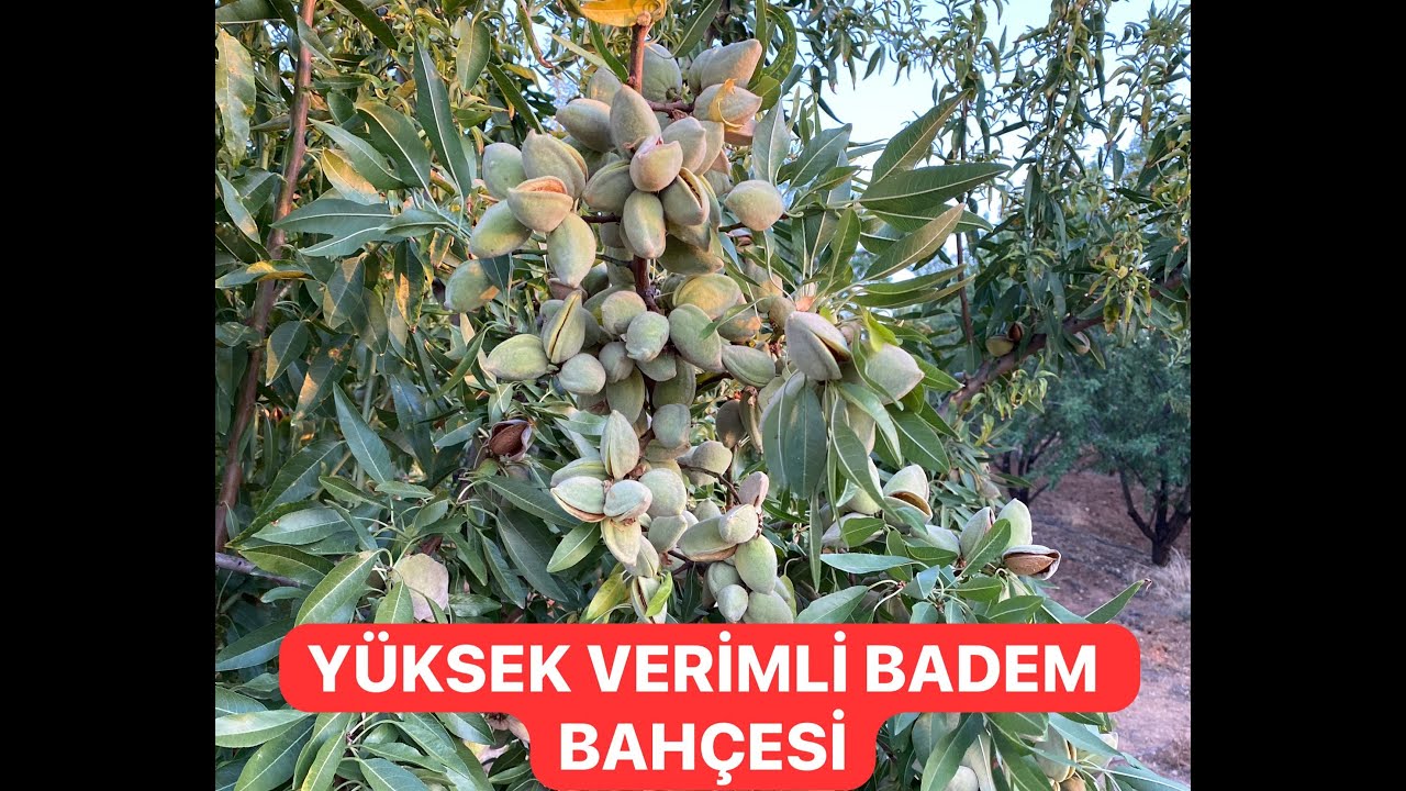 YÜKSEK VERİMLİ GENÇ BİR BADEM BAHÇESİ