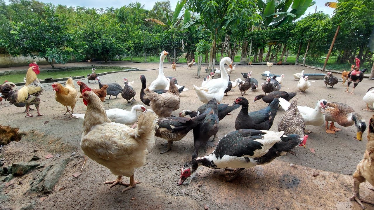 Nossas criações aqui na chácara galinhas, patos, marrecos e gansos