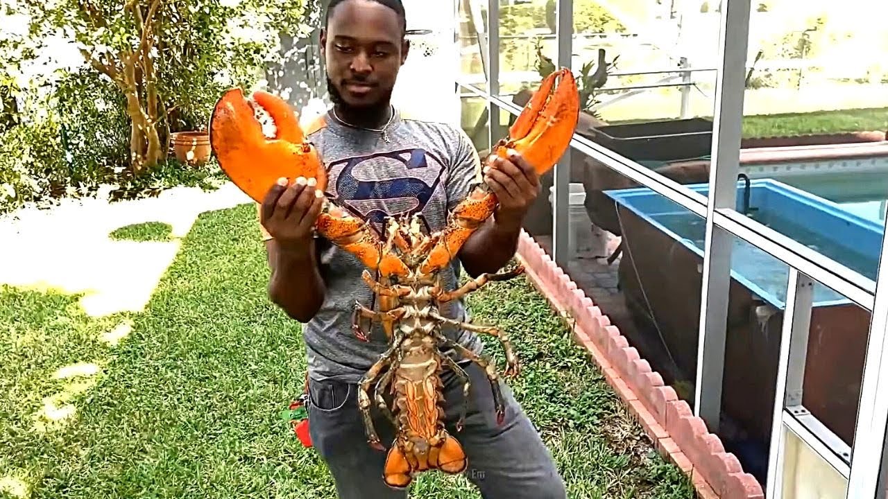 Лобстеры/Lobsters | Почему они такие дорогие ?
