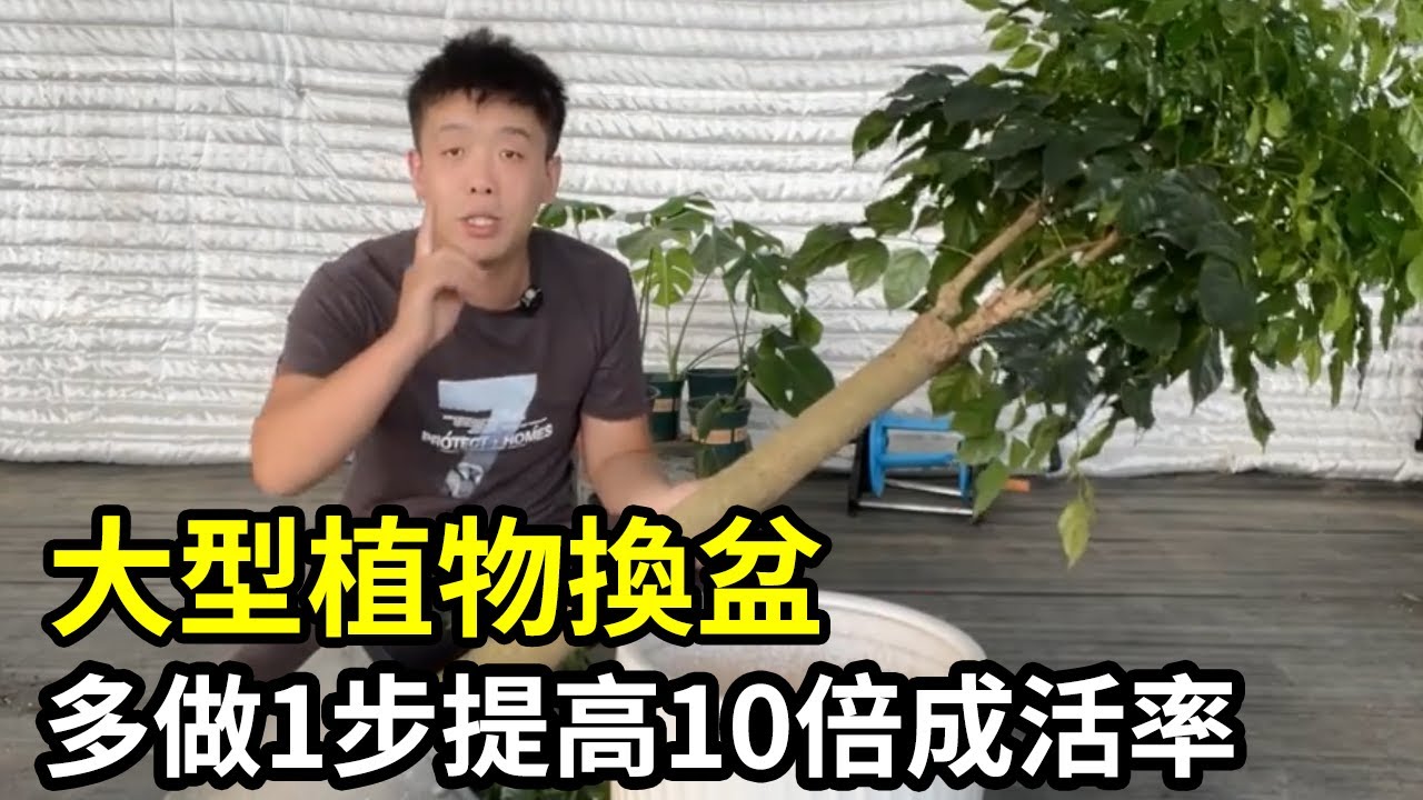 一换盆换土就死？大型植物换盆多做1步，成活率100%【禅艺绿植工作室】