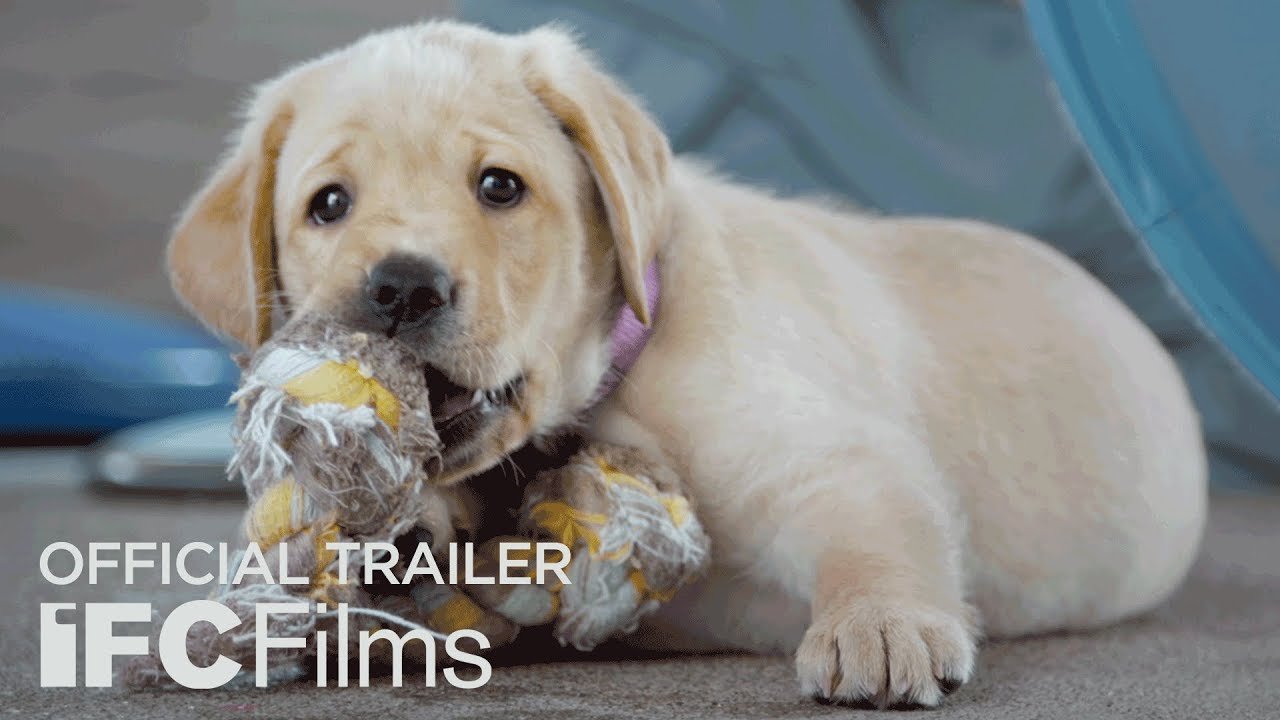 Pick of the Litter - Official Trailer I HD | IFC Films