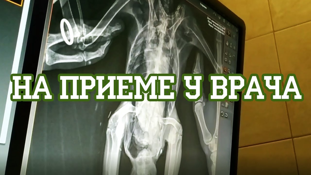 Ворон Моргана на приеме у Марии Маркиной