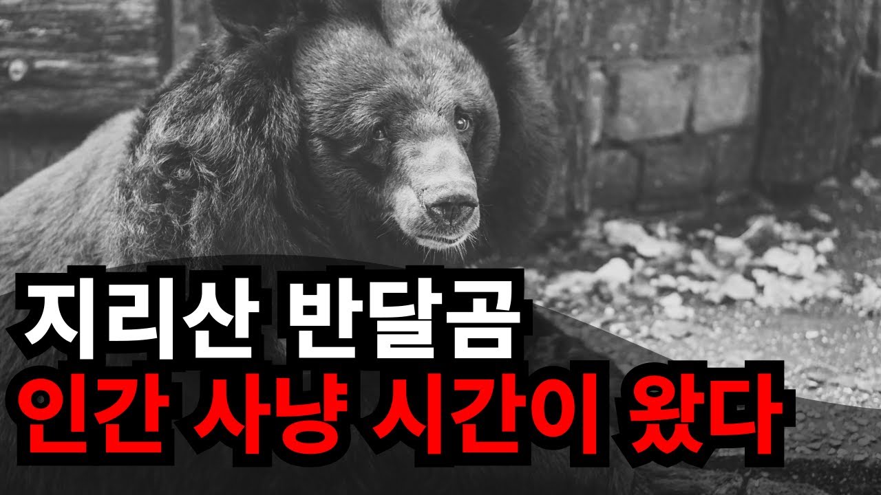 지리산 반달곰 대처법 (반달가슴곰 생존가이드)