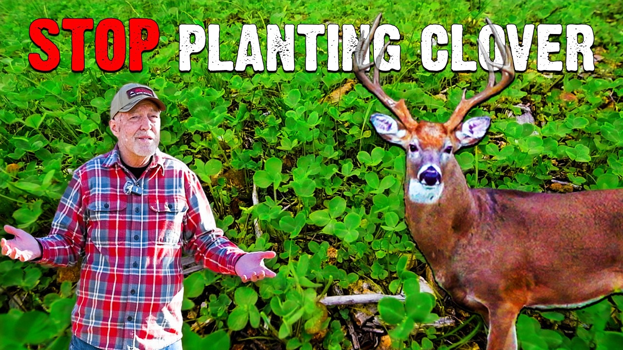 Don't Plant Clover - Clover Will Let You Down (Here&rsquo;s Why)