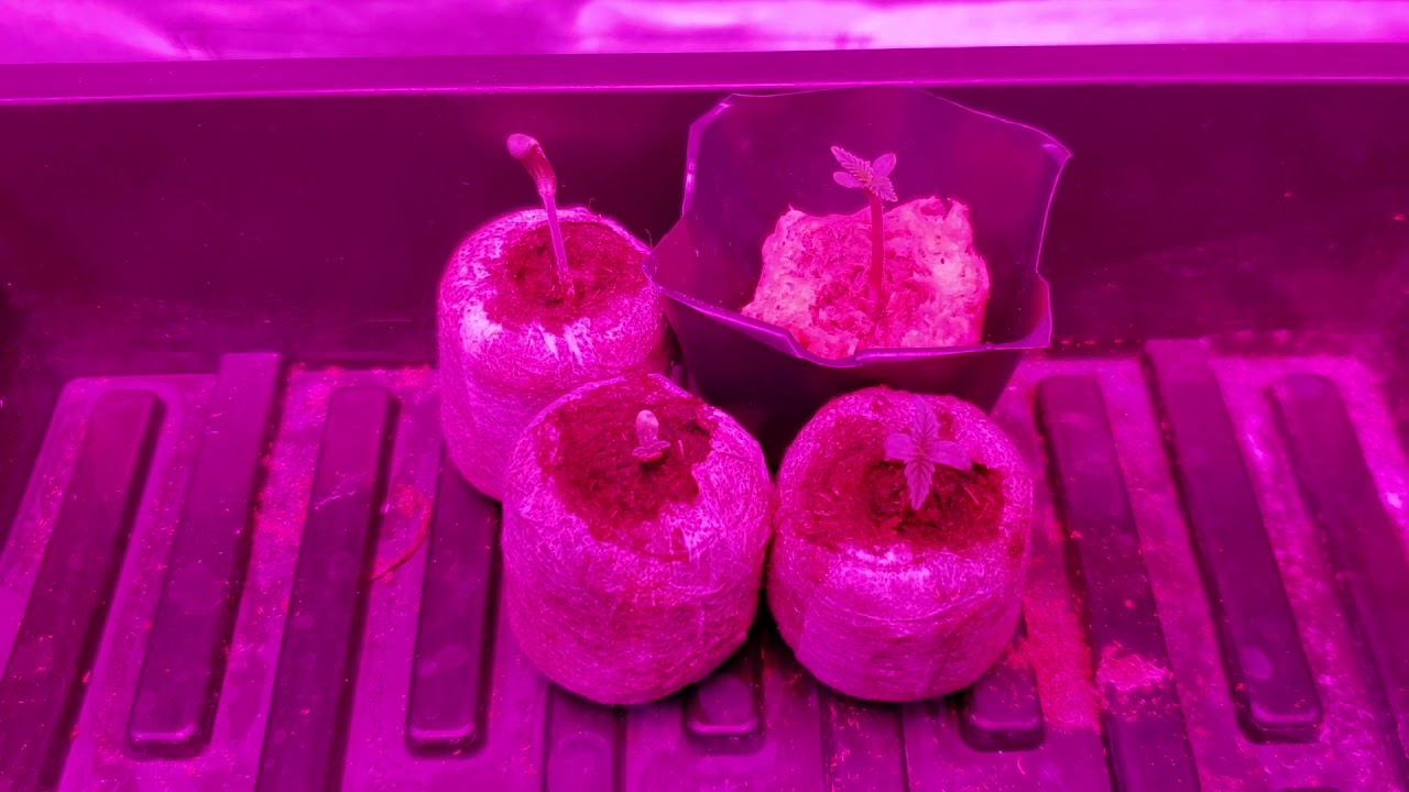 Phlizon 3000w COB LED. Hydroponic grow setup. Phlizon 900w LED
