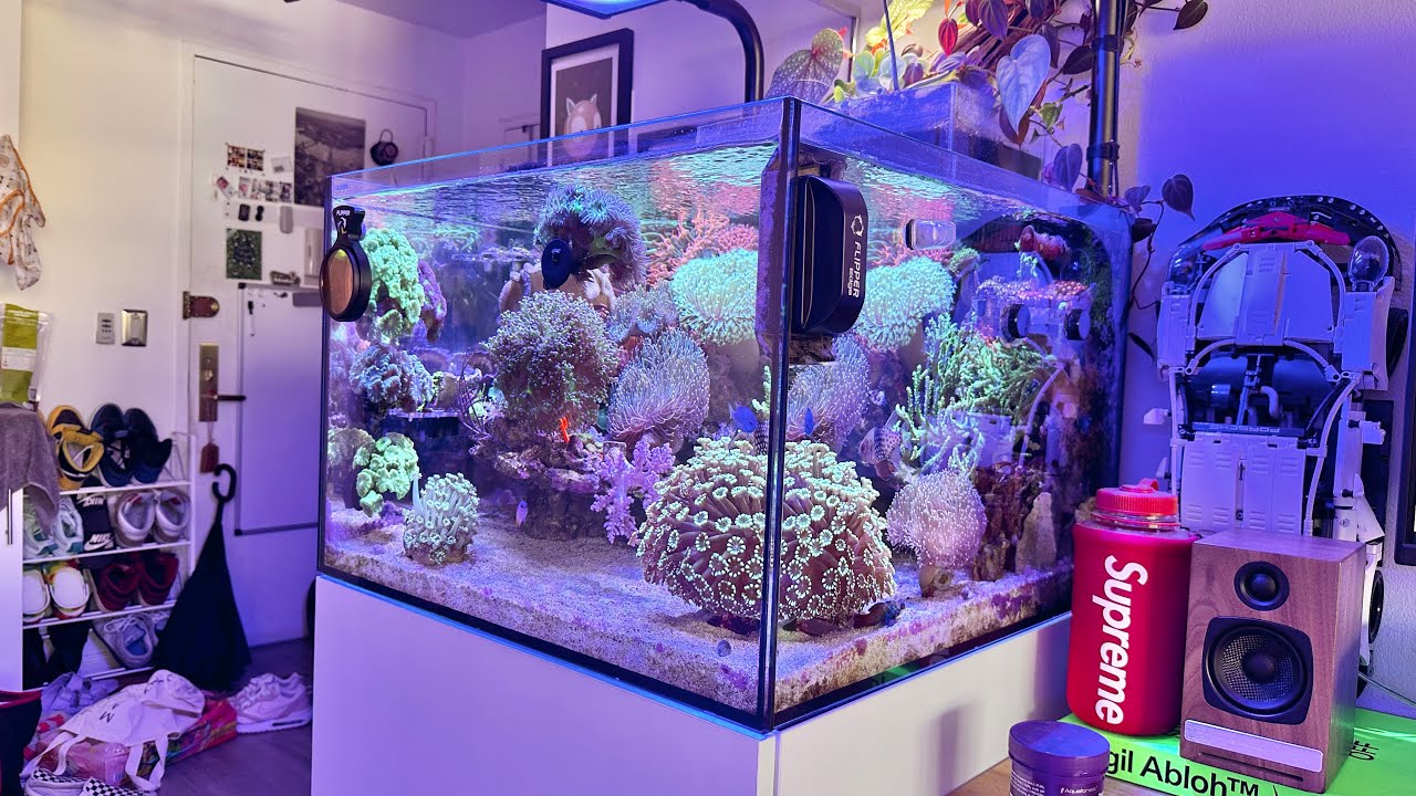 Обновление и обзор морского аквариума Waterbox 55.2 Reef Tank (сентябрь 2023 г.)
