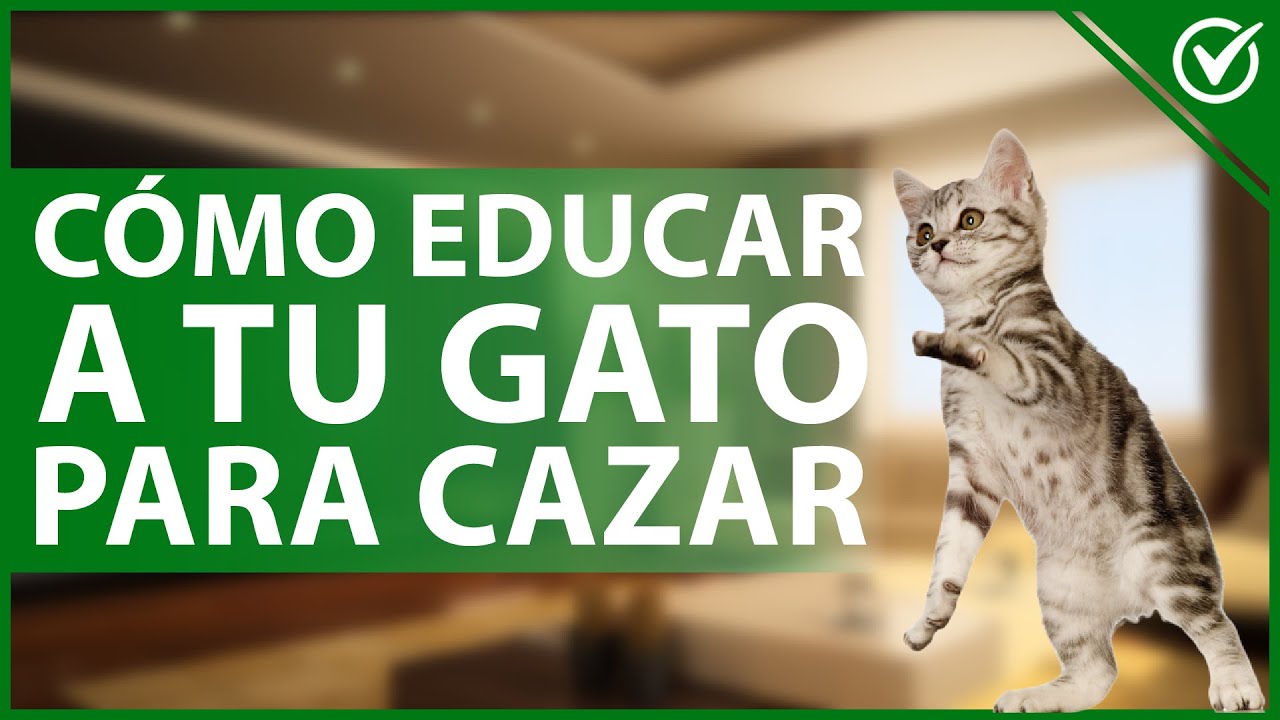 🐈 ¿Cómo Educar a tu Gato para Cazar? - Adiestramiento Felino 🐀🐈