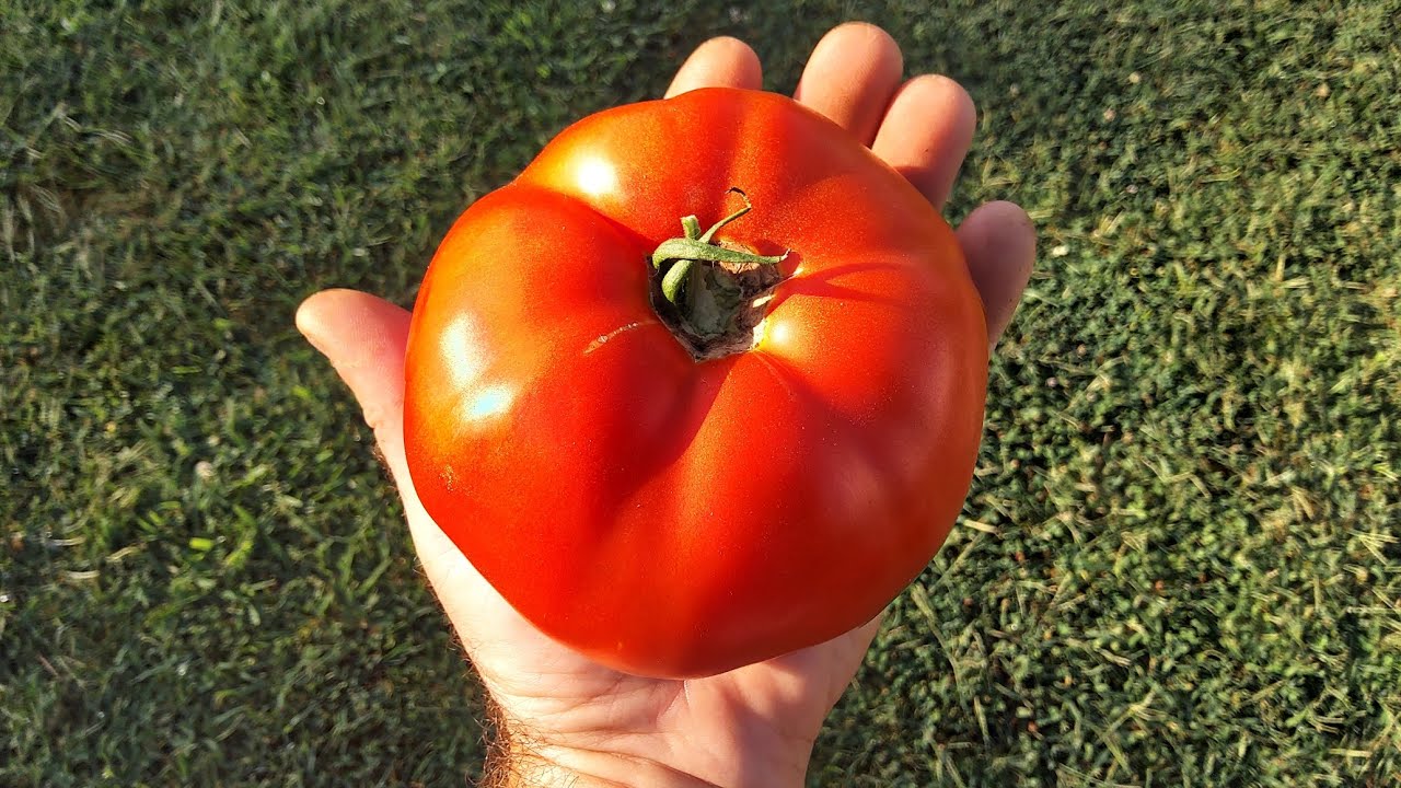 Hossinator and Red Snapper Tomato Harvest 9/5/23