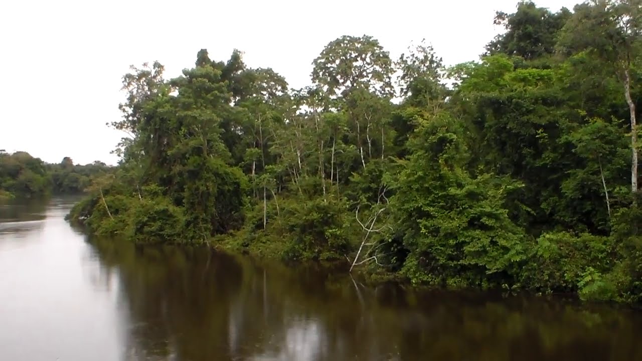 Na regi&atilde;o do Parque Nacional do Ja&uacute;, rio Negro, estado do Amazonas, Brasil.