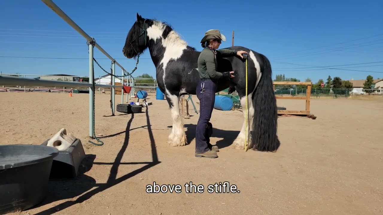 Measuring Your Horse for a Vehicle