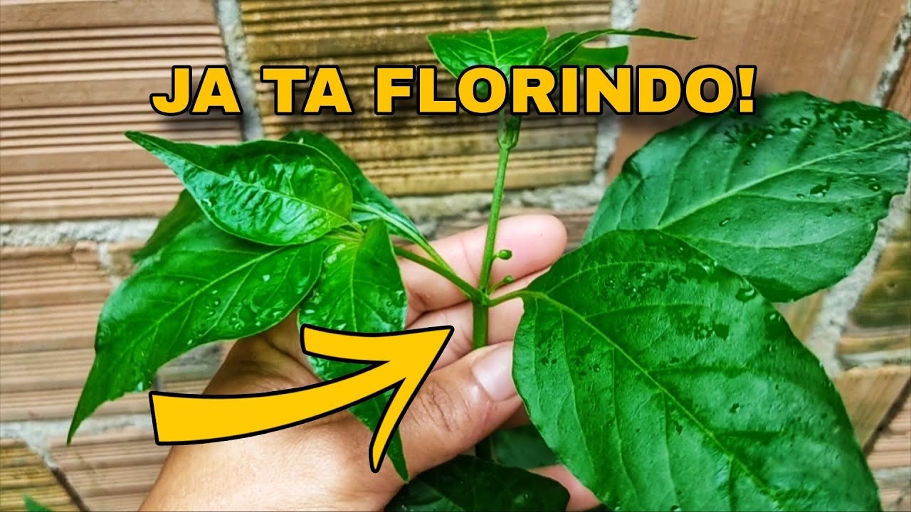 Como Adubar o Pé de Pimenta: Fertilizante Caseiro (casca de banana + casca de ovo + pó de café)