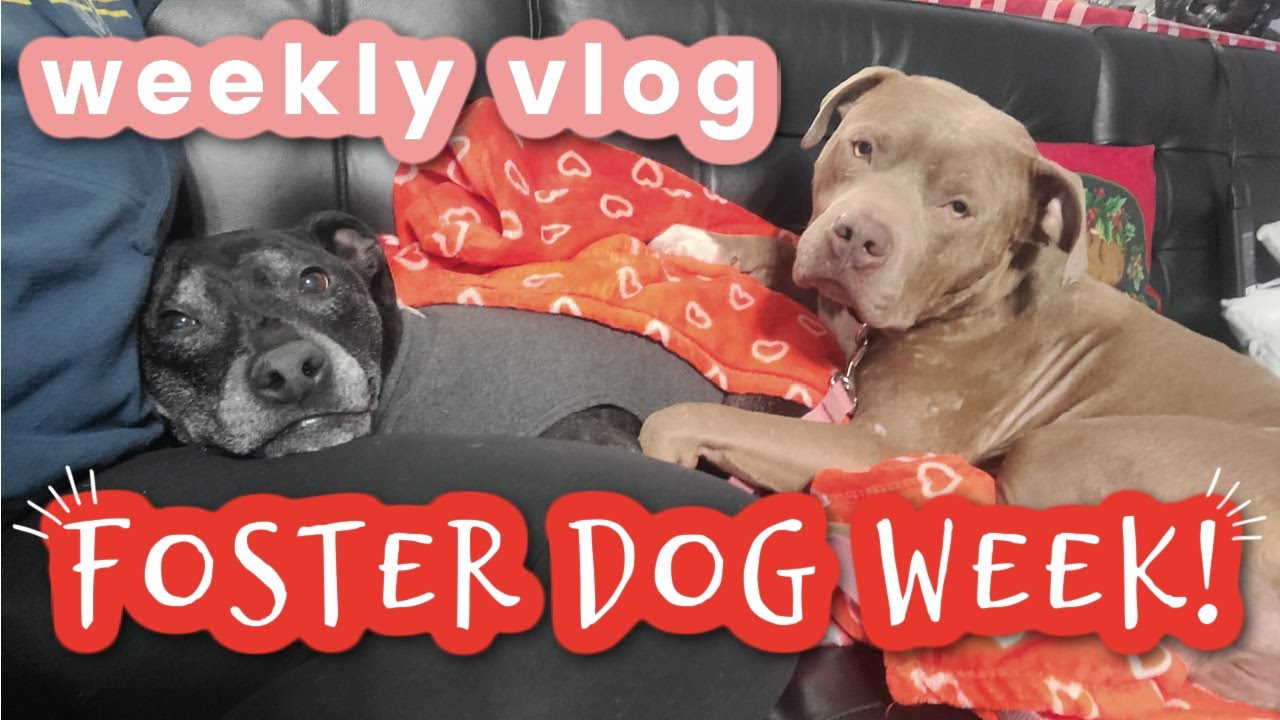 #FOXLIFE WEEKLY VLOG | OUR WEEK WITH THE BEST FOSTER PUP EVER! | GETTING BACK ON MY WRITING GAME!