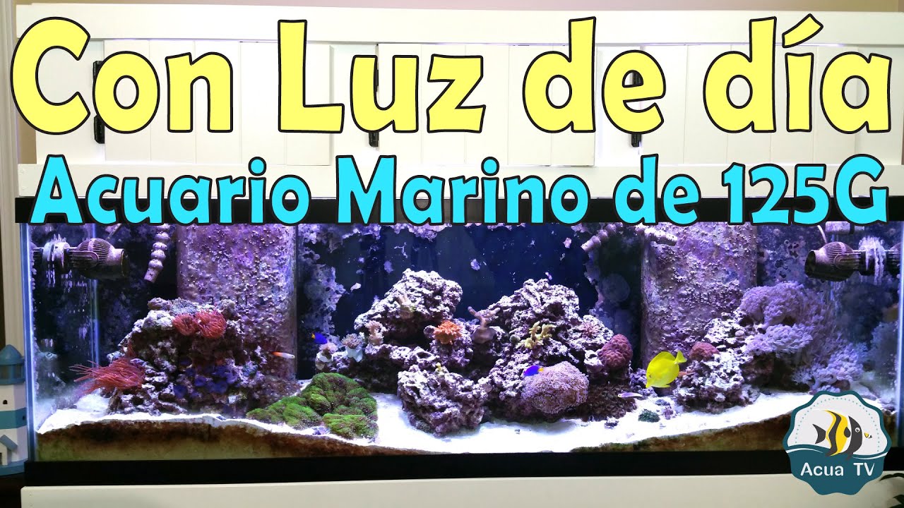 Acuario Marino de 125G - Ahora con luz de día