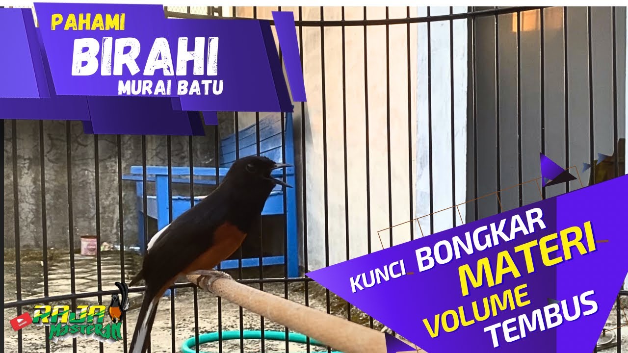 Cara gampang pahami Birahi Murai batu.