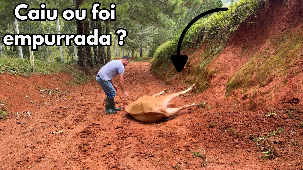 Quase perdi uma vaca que caiu de um barranco .