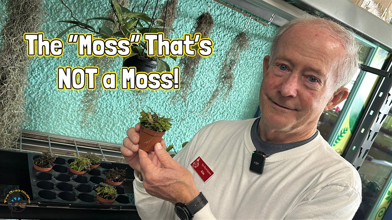 How to Take Care of Selaginella! - The Moss that's NOT a Moss!