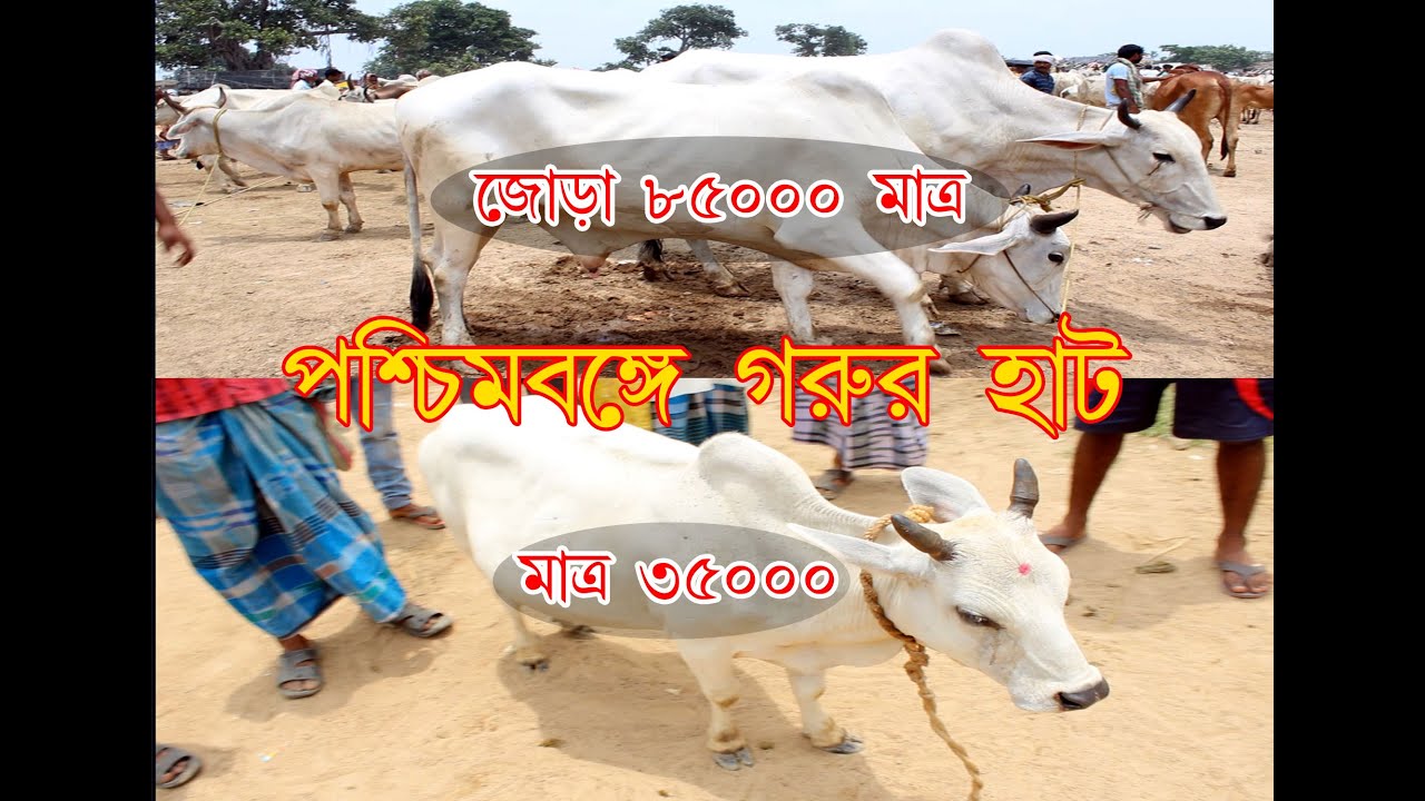 Cow market in West Bengal Birbhum district.Most chipset rate in cow 2021.