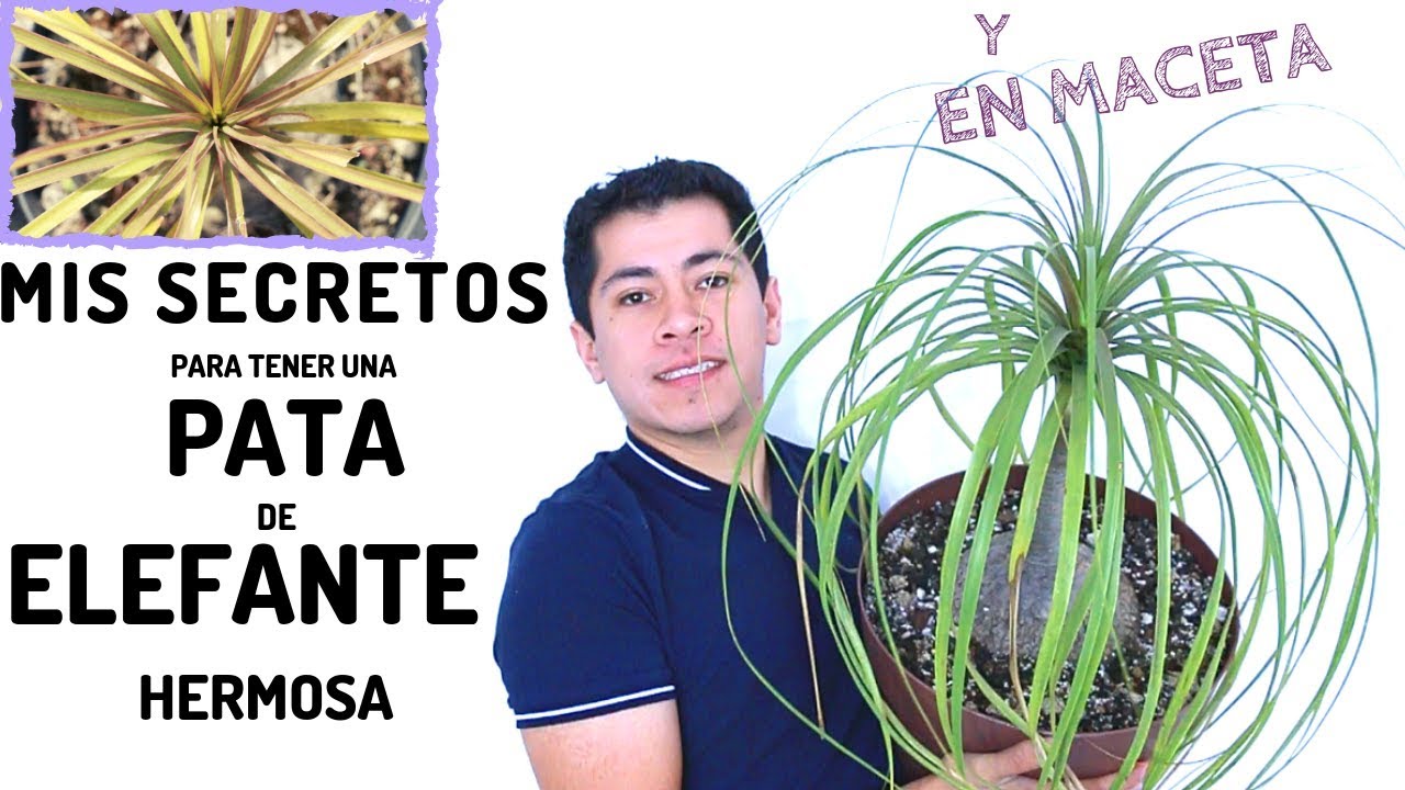 COMO CUIDAR Y REPRODUCIR UNA PATA DE ELEFANTE || BEAUCARNEA