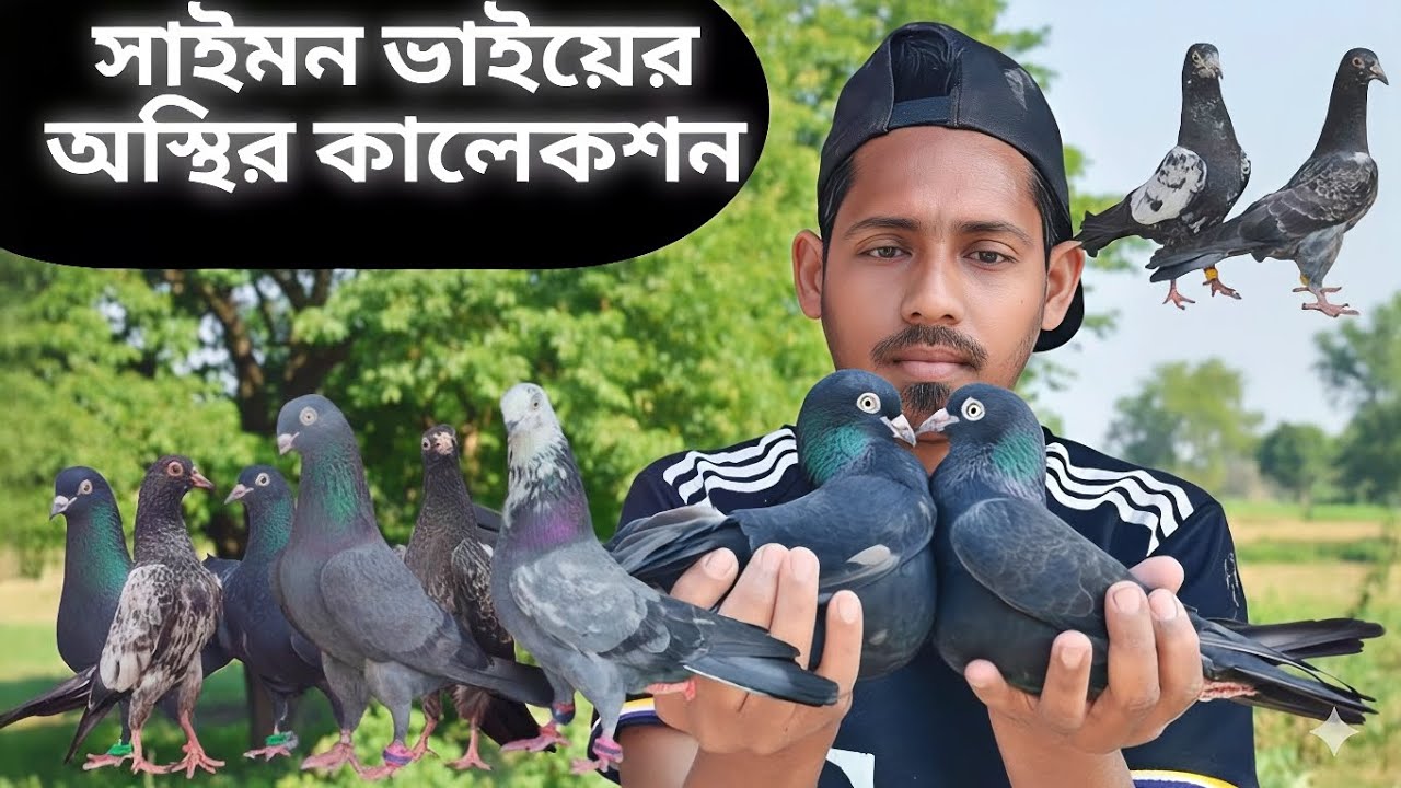 অবিশ্বাস্য উড়াল! সাইমন ভাইয়ের দেশি হাইফ্লাইং কবুতর