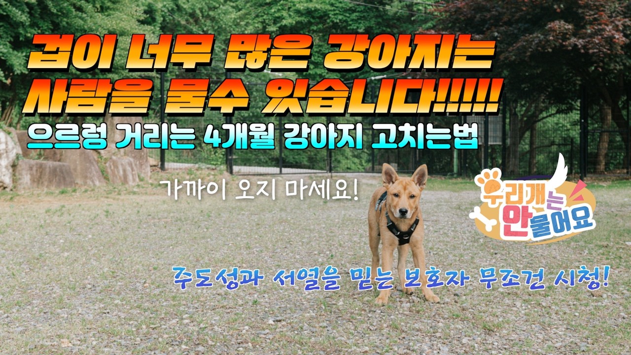 겁이 너무 많아 사람을 경계하는 아이는 사람을 물수 있습니다!! #진돗개교육 #진돗개훈련 #강아지키우기