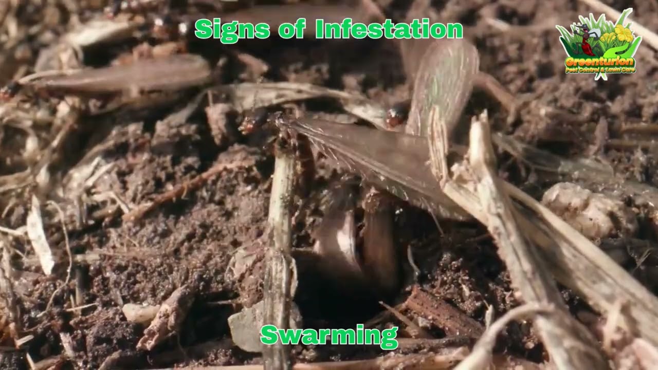Greenturion Subteranean termite Treatment
