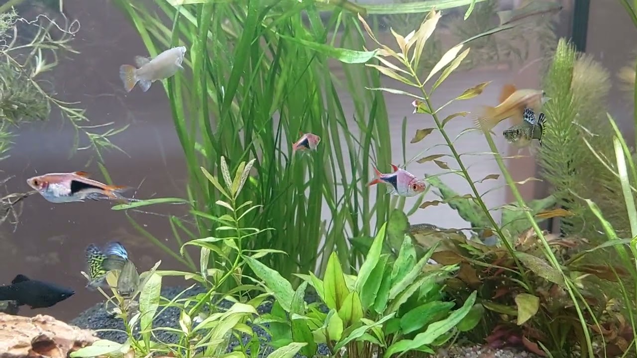 2026. Zbiornik towarzyski. Community tank