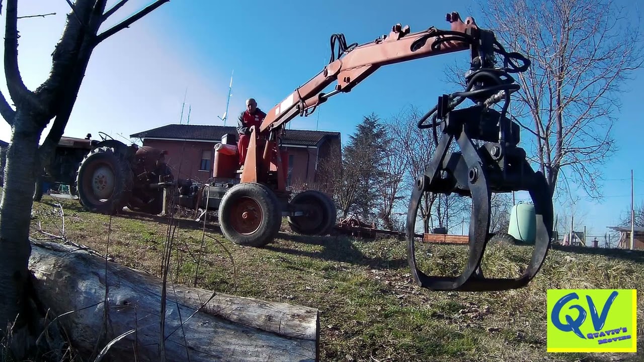 Impianto a dimora Corylus Colurna