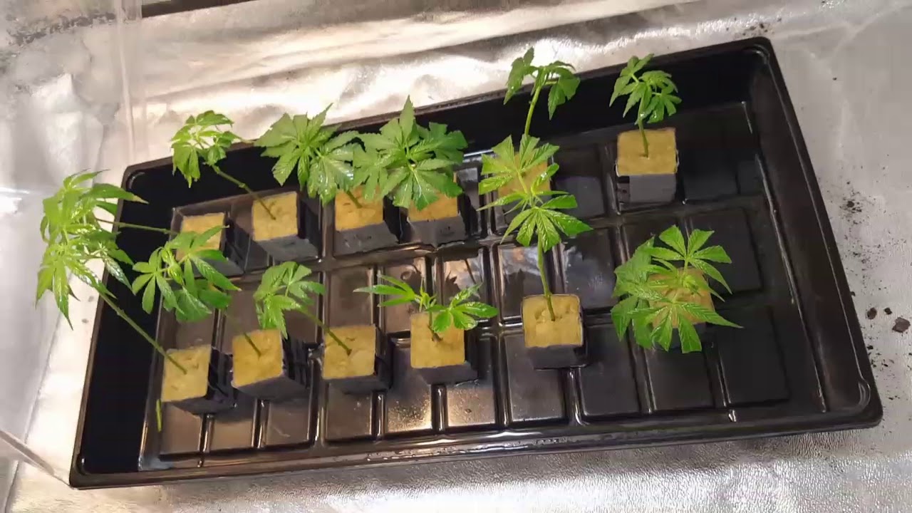 Growing my own weed